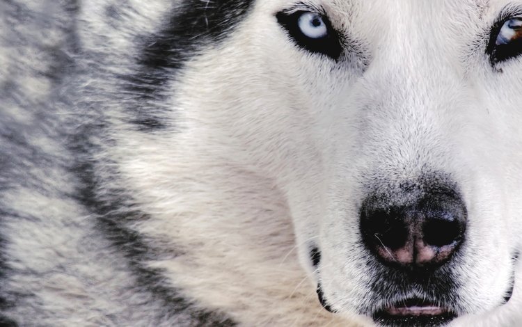 белый, собака, волк, white, dog, wolf