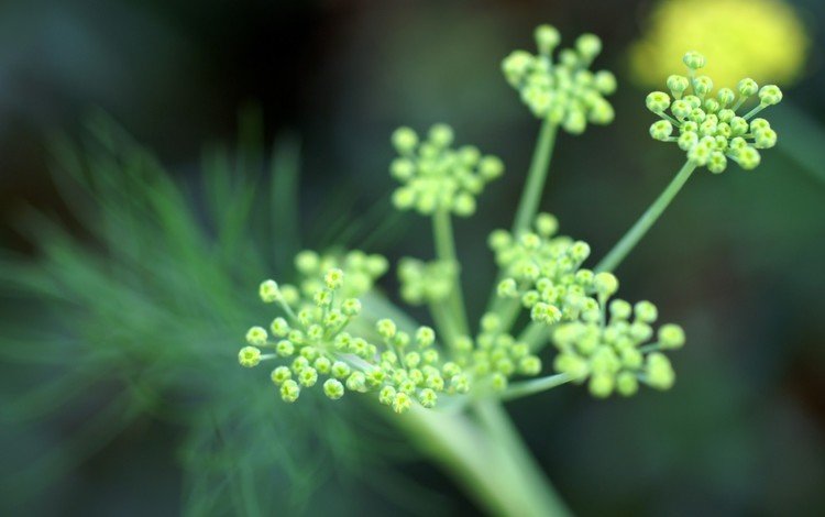 цветы, зелень, фокус камеры, flowers, greens, the focus of the camera