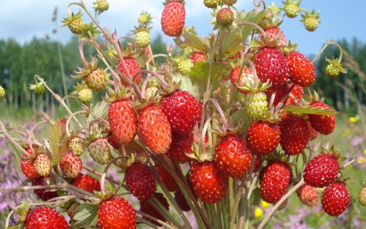 обои, ягоды, букетик, земляника, wallpaper, berries, a bunch, strawberries