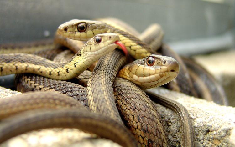 змея, язык, змеи, рептилия, пресмыкающиеся, snake, language, snakes, reptile, reptiles