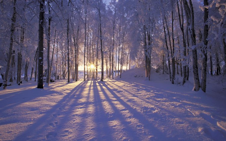 солнце, снег, лес, зима, иней, деревья. лучи, the sun, snow, forest, winter, frost, trees. rays