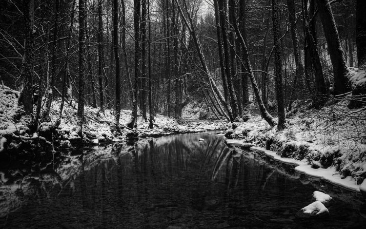 лес, зима, чёрно-белое, водоем, чёрно-бело, forest, winter, black and white, pond