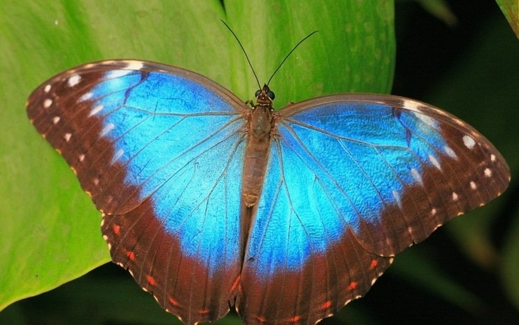 листья, синий, бабочка, leaves, blue, butterfly