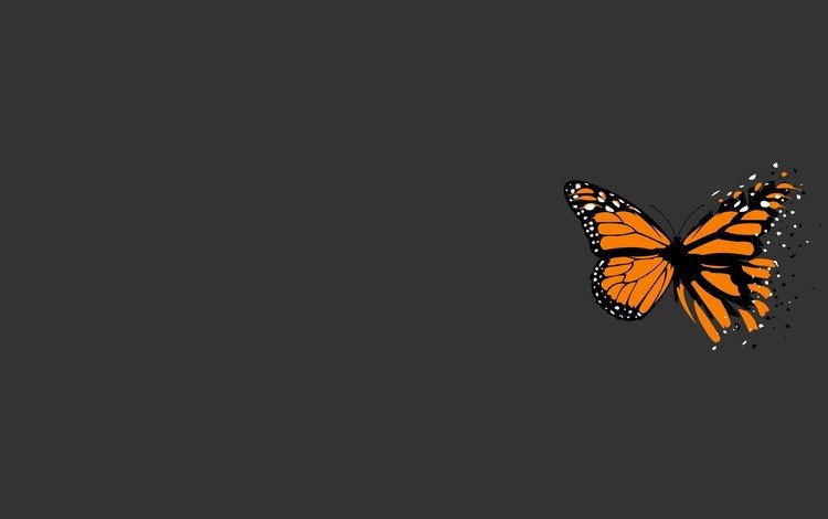 бабочка, серый, минимализм, butterfly, grey, minimalism