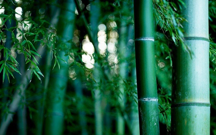 природа, обои, бамбуковая роща, nature, wallpaper, bamboo grove