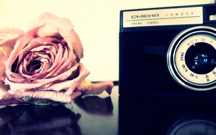 цветы, роза, фотоаппарат, flowers, rose, the camera