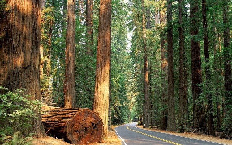 дорога, деревья, природа, обои, лес, nature wallpapers, деревь, автодорога, road, trees, nature, wallpaper, forest
