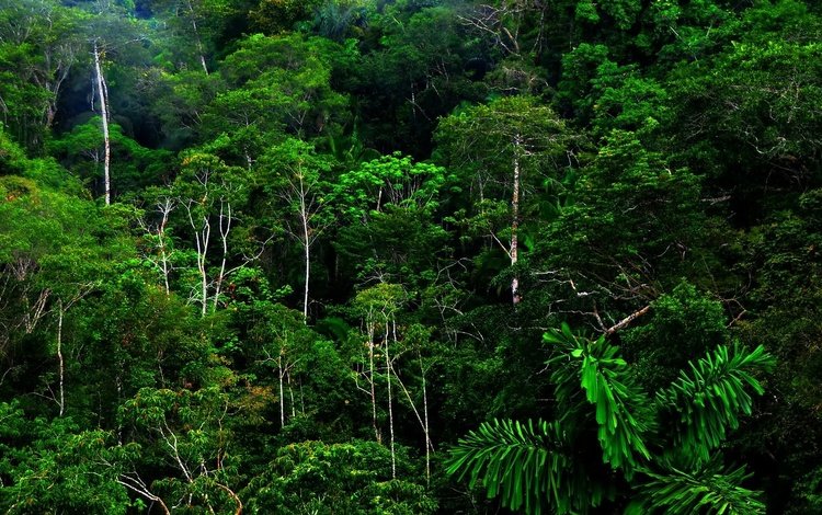 лес, тропики, джунгли, forest, tropics, jungle