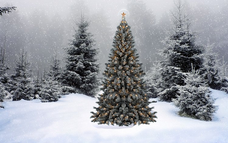 снег, новый год, елка, ель, snow, new year, tree, spruce