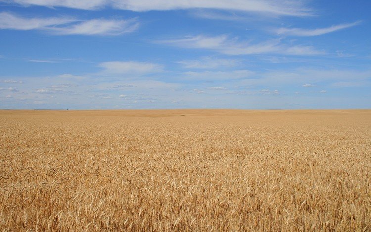 небо, фон, поле, спокойствие, зерно, the sky, background, field, calm, grain