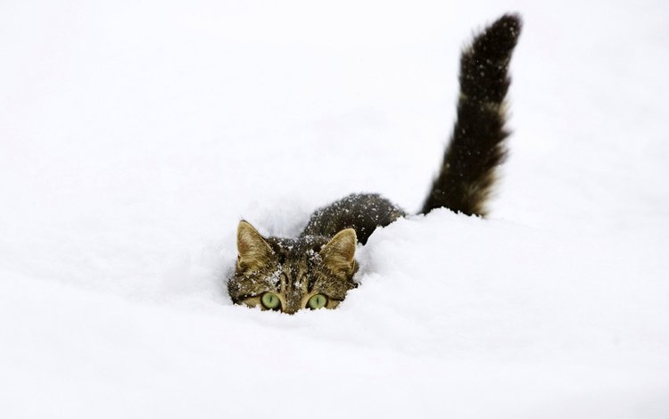 снег, зима, кот, прячется, snow, winter, cat, hiding