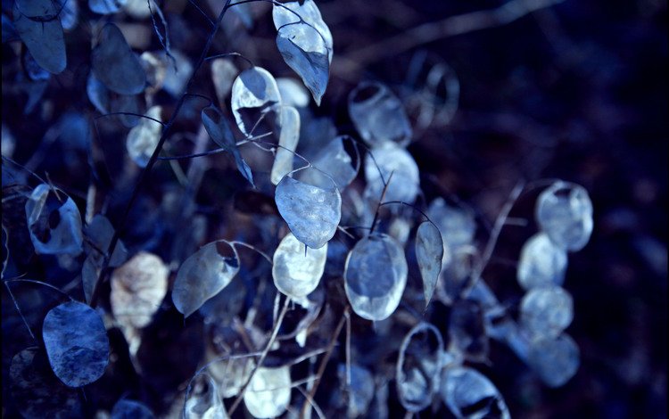 листья, ветки, размытость, синие, leaves, branches, blur, blue