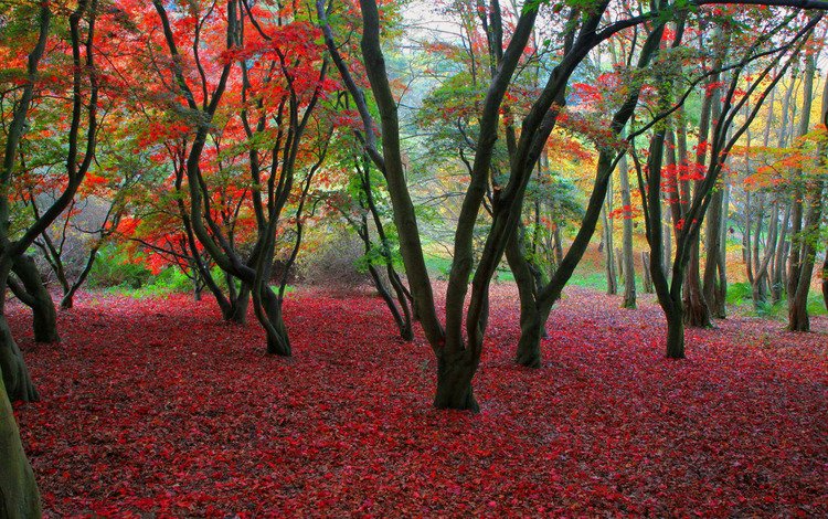 деревья, листва, осень, trees, foliage, autumn