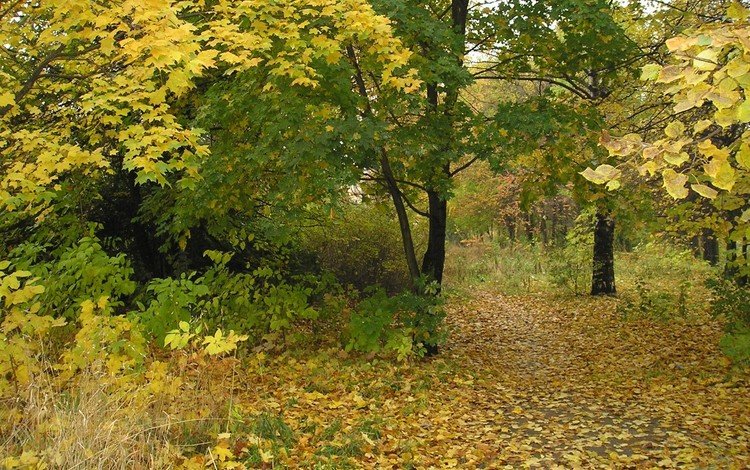 деревья, листья, парк, ветки, осень, trees, leaves, park, branches, autumn