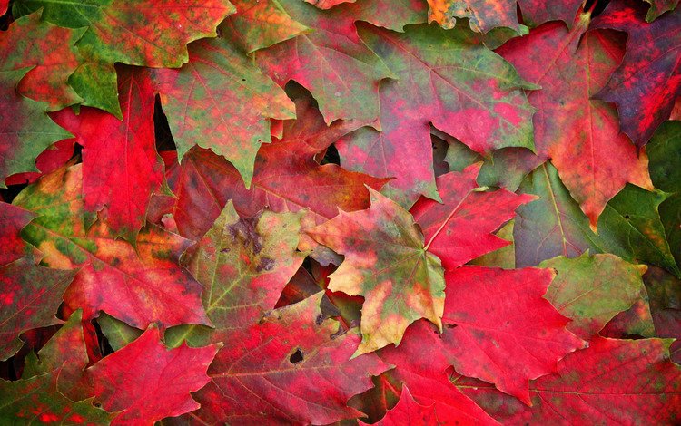 листья, макро, фото, осень, осенние обои, leaves, macro, photo, autumn, autumn wallpaper