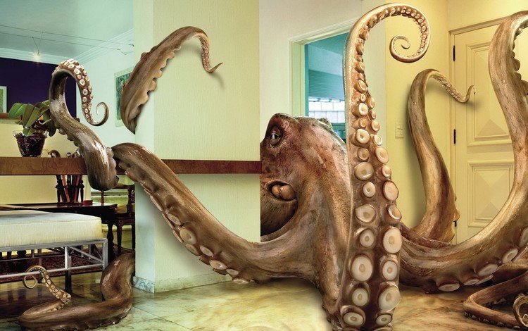 квартира, осьминог, щупальцы, apartment, octopus, the tentacles
