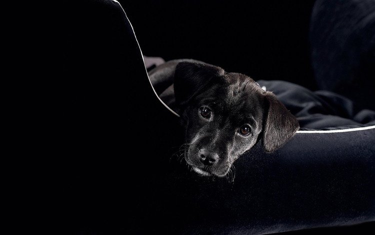 морда, смотрит, черный, щенок, пес, диван, face, looks, black, puppy, dog, sofa