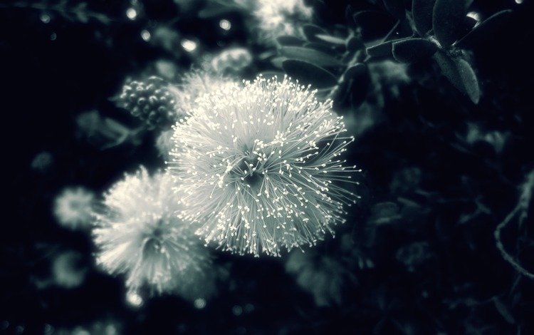 природа, обои, макро, фото, фон, чёрно-белое, растение. цветок, nature, wallpaper, macro, photo, background, black and white, plant. flower