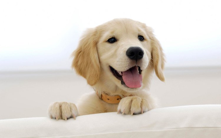 улыбка, мордочка, взгляд, собака, щенок, ошейник, лапки, золотистый ретривер, smile, muzzle, look, dog, puppy, collar, legs, golden retriever