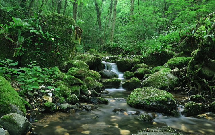 зелень, лес, ручей, тишина, greens, forest, stream, silence