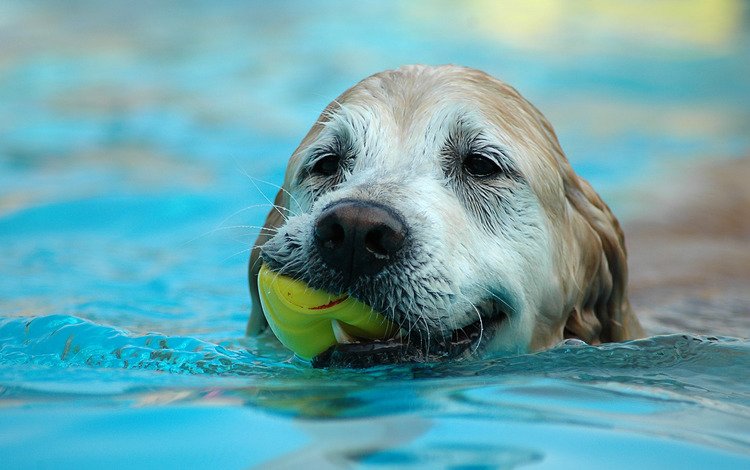 вода, собака, лист, плывет, water, dog, sheet, floats