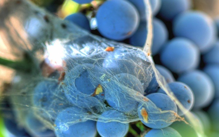 виноград, паутина, grapes, web