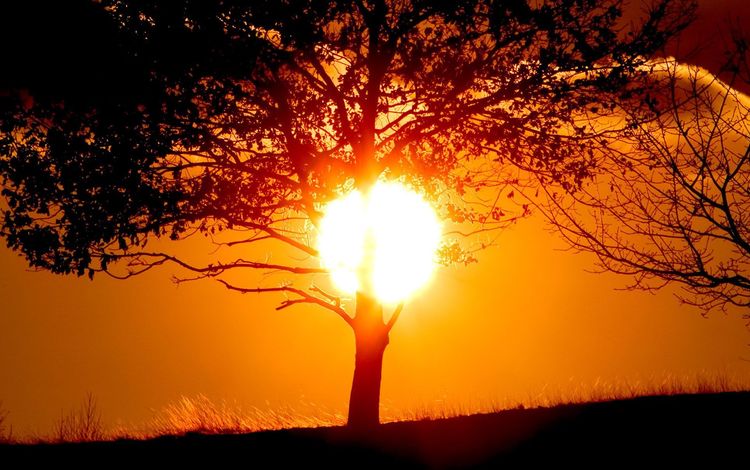 солнце, дерево, закат, тень, the sun, tree, sunset, shadow