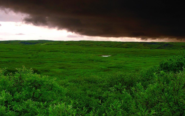 трава, облака, буря, зелёный, поле, grass, clouds, storm, green, field