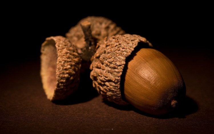 орехи, коричневый, желудь, nuts, brown, acorn