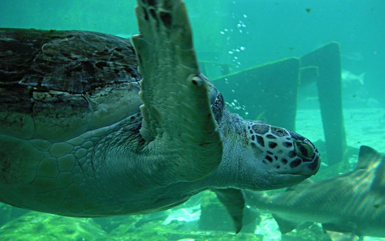 черепаха, океан, подводный мир, turtle, the ocean, underwater world