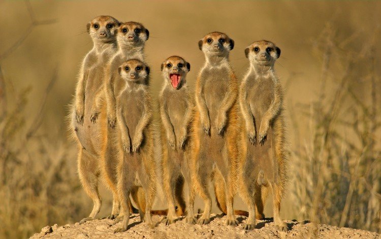 группа, зверьки, сурикаты, group, animals, meerkats