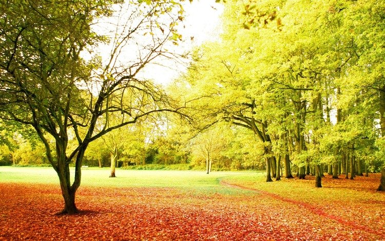 деревья, best season, солнце, лучи, парк, осень, красота, тропинка, листопад, trees, the sun, rays, park, autumn, beauty, path, falling leaves