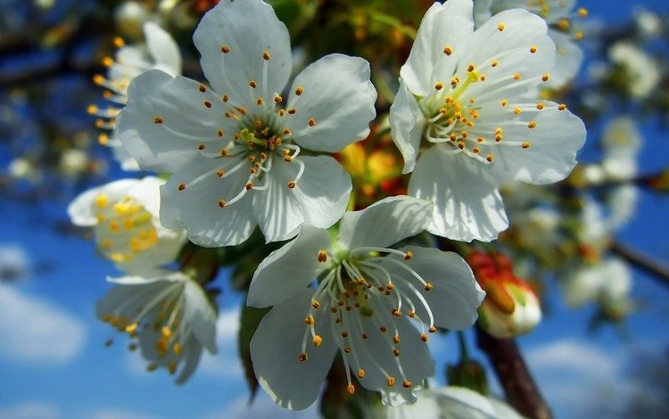 цветение, весна, белые, flowering, spring, white
