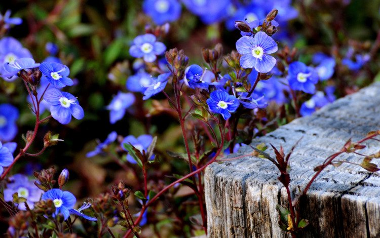 цветы, незабудки, голубые, цветочки, маленькие, голубенькие, flowers, forget-me-nots, blue, small
