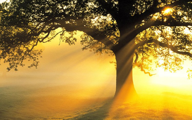 свет, солнце, дерево, лучи, поле, ветви, красота, light, the sun, tree, rays, field, branch, beauty