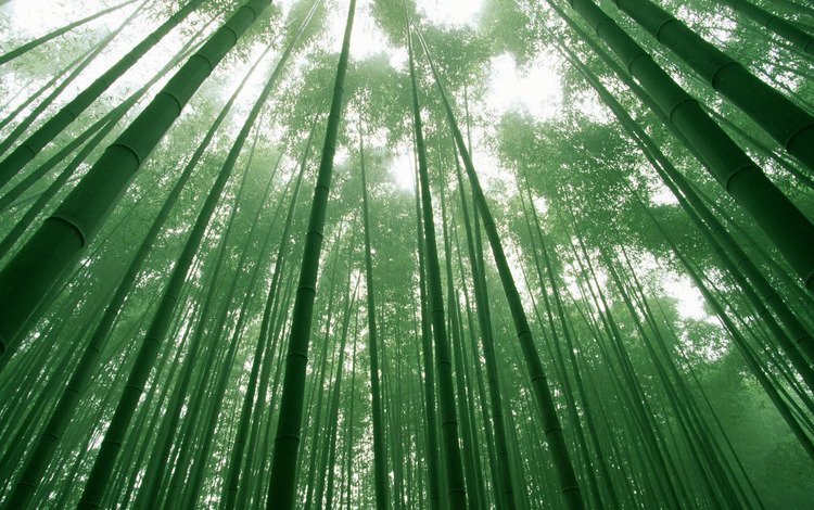 небо, деревья, зелёный, листва, бамбук, the sky, trees, green, foliage, bamboo