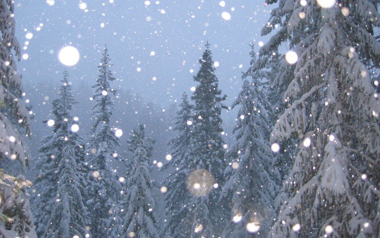 деревья, снег, зима, елки, trees, snow, winter, tree