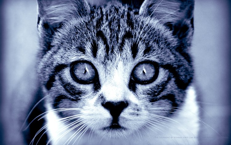 глаза, кошка, взгляд, хищник, eyes, cat, look, predator