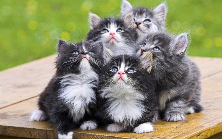 взгляд, пушистые, котята, look, fluffy, kittens
