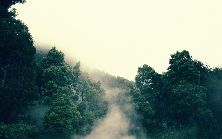дерево, лес, туман, tree, forest, fog