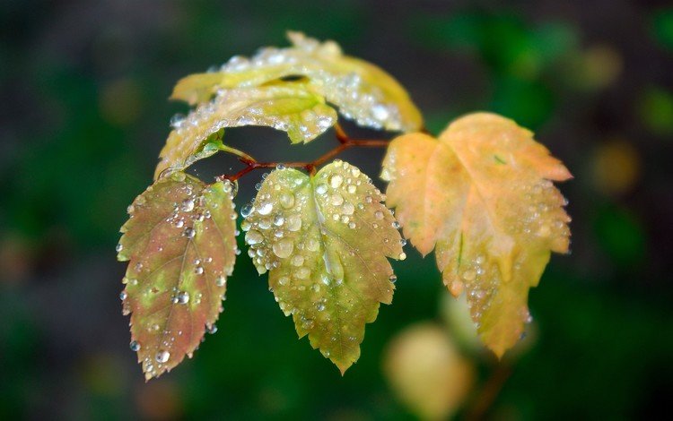 ветка, листья, зелёный, капли, осень, капли воды, branch, leaves, green, drops, autumn, water drops