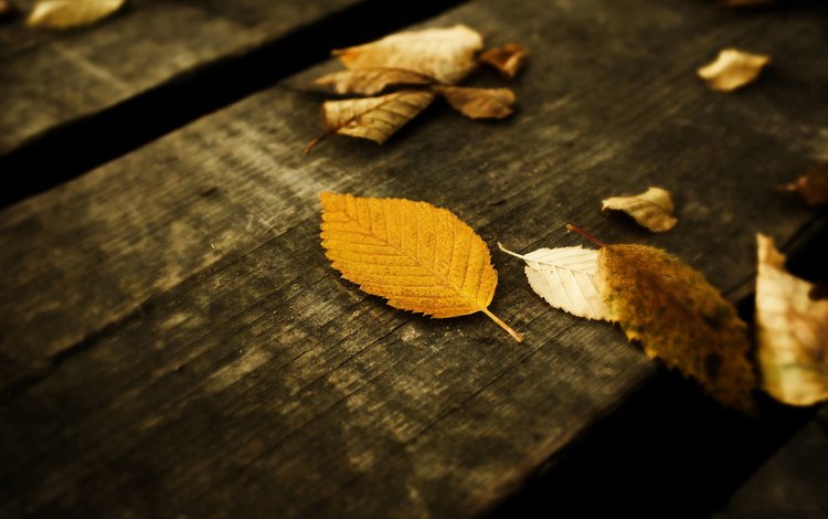 листья, осень, leaves, autumn