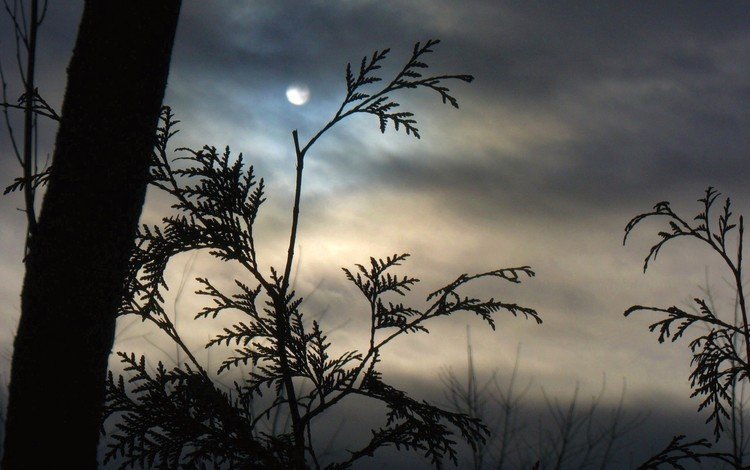 облака, туман, ветки, луна, clouds, fog, branches, the moon
