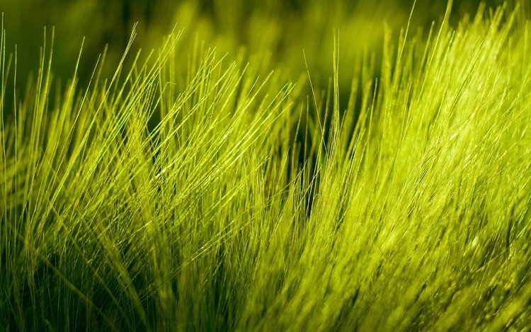 природа, фото, макро трава, high quality wallpapers, nature, photo, macro grass