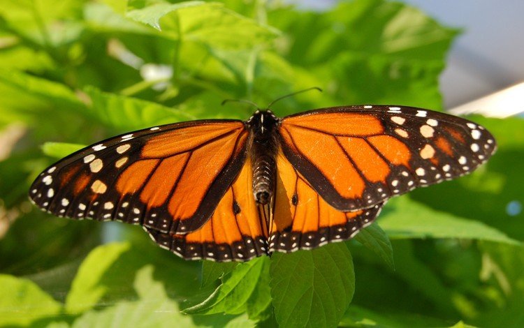 насекомое, листва, лето, бабочка, крылья, мотылек, insect, foliage, summer, butterfly, wings, moth