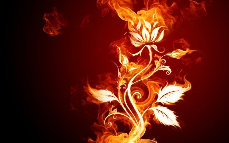 цветок, огонь, flower, fire