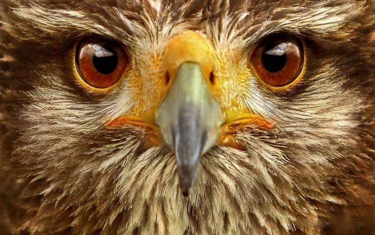 глаза, орел, птица, клюв, перья, крупным планом, хищная птица, eyes, eagle, bird, beak, feathers, closeup, bird of prey