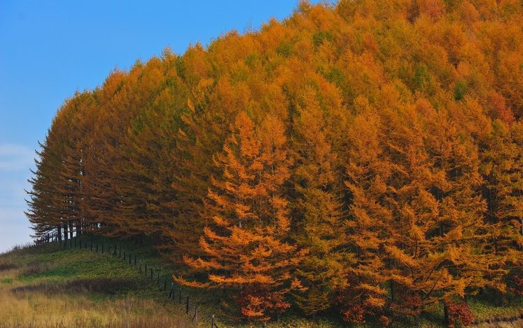 деревья, лес, осень, япония, trees, forest, autumn, japan