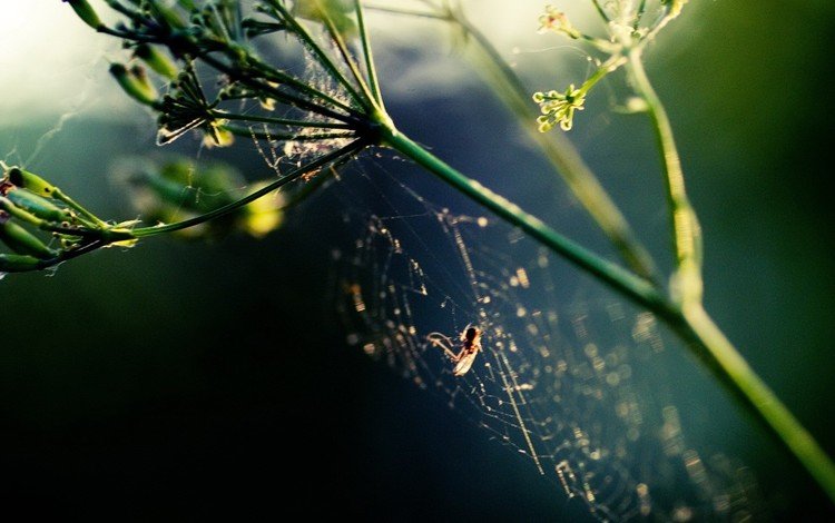 растение, паук, паутина, plant, spider, web