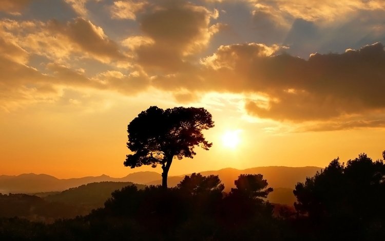 небо, вечер, дерево, закат, the sky, the evening, tree, sunset